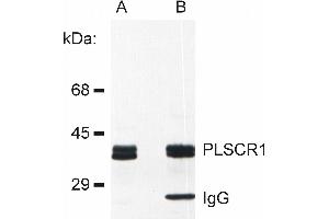 PLSCR1 antibody