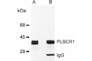 Detection of PLSCR1 in rat basophilic leukemia (RBL) cell line lysate (A) and in PLSCR1 immunoprecipitate from RBL lysate (B).