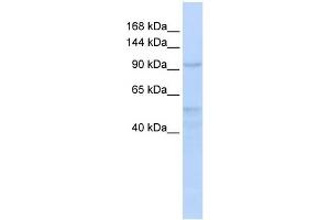 WB Suggested Anti-INTS4 Antibody Titration:  0. (INTS4 antibody  (Middle Region))