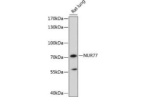 Western blot analysis of extracts of rat lung, using NUR77 antibody (ABIN7269019) at 1:1000 dilution. (NR4A1 antibody  (AA 200-300))