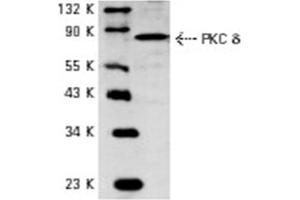 Image no. 1 for anti-Protein Kinase C, delta (PKCd) antibody (ABIN272063) (PKC delta antibody)