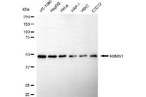 anti-RNA Binding Motif, Single Stranded Interacting Protein 1 (RBMS1) antibody