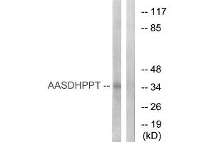 Western blot analysis of extracts from COLO cells, using AASDHPPT antibody. (AASDHPPT antibody  (N-Term))