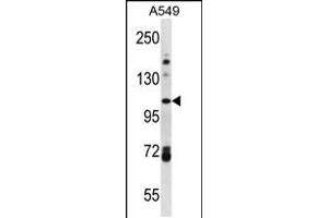 Western blot analysis in A549 cell line lysates (35ug/lane). (FAM13B antibody  (AA 566-594))