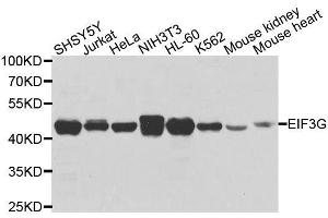 Western blot analysis of extracts of various cell lines, using EIF3G antibody. (EIF3G antibody  (AA 1-320))