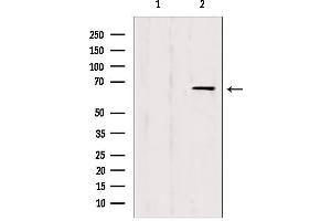 Western blot analysis of extracts from HepG2, using IF3EI Antibody. (EIF3L antibody  (N-Term))