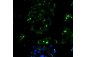 BOC antibody