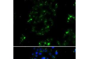 Immunofluorescence analysis of A549 cells using BOC Polyclonal Antibody (BOC antibody)