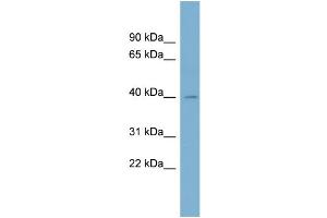 WB Suggested Anti-BCAT1 Antibody Titration:  0.