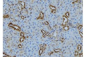 ABIN6272878 at 1/100 staining Mouse kidney tissue by IHC-P.