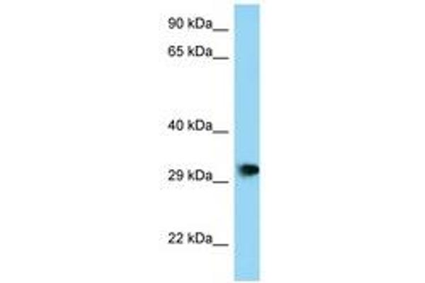 PHF23 antibody  (AA 191-240)