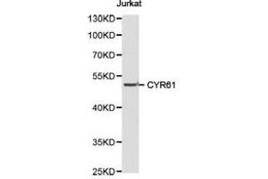Western Blotting (WB) image for anti-Cysteine-Rich, Angiogenic Inducer, 61 (CYR61) antibody (ABIN1872182)