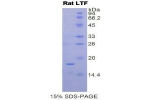 SDS-PAGE (SDS) image for Lactotransferrin (LTF) (AA 64-193) protein (His tag) (ABIN2121507)