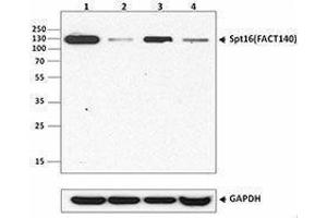 Western Blotting (WB) image for anti-FACT complex subunit SPT16 (SUPT16H) antibody (ABIN2666085) (SUPT16H antibody)
