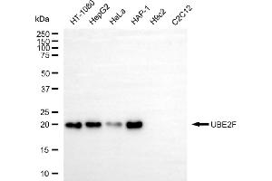 Western blotting analysis using UBE2F antibody (ABIN7800745). (Recombinant UBE2F antibody)
