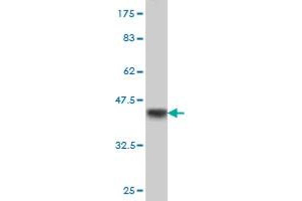 RBBP6 antibody  (AA 1582-1691)