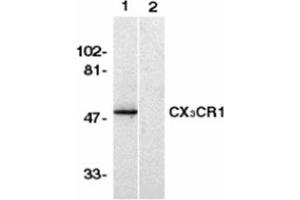 Image no. 1 for anti-Chemokine (C-X3-C Motif) Receptor 1 (CX3CR1) (AA 2-21), (N-Term) antibody (ABIN318971) (CX3CR1 antibody  (N-Term))