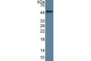 Rabbit Detection antibody from the kit in WB with Positive Control: Human Spinal cord lysate. (GDF11 ELISA Kit)