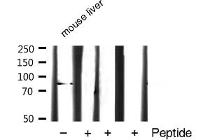 Western blot analysis of STAT3 expression in Mouse liver lysate (STAT3 antibody  (C-Term))