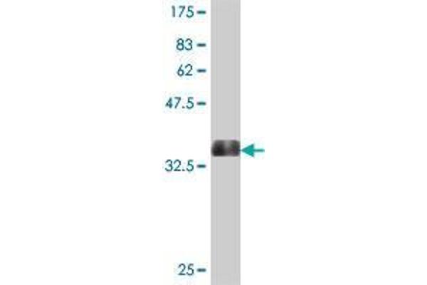 OSBPL5 antibody  (AA 4-99)