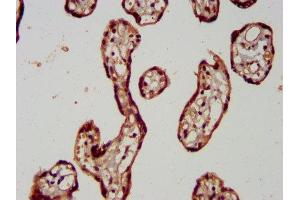 IHC image of ABIN7166989 diluted at 1:400 and staining in paraffin-embedded human placenta tissue performed on a Leica BondTM system. (RAB11FIP5 antibody  (AA 374-545))