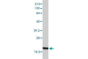 POLR2H monoclonal antibody (M01), clone 3G6-1A4 Western Blot analysis of POLR2H expression in Hela . (POLR2H antibody  (AA 1-150))