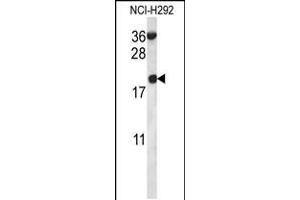 Western blot analysis in NCI-H292 cell line lysates (35ug/lane). (RPS12 antibody  (N-Term))
