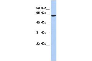 WB Suggested Anti-CAMKV Antibody Titration: 0. (CAMKV antibody  (N-Term))
