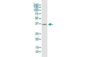 B4GALT7 MaxPab polyclonal antibody. (B4GALT7 antibody  (AA 1-327))