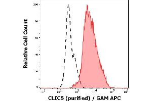 Separation of NALM-6 cells stained using anti-CLIC5 (CLIC5-02) purified antibody (concentration in sample 5 μg/mL, GAM APC, red-filled) from NALM-6 cells unstained by primary antibody (GAM APC, black-dashed) in flow cytometry analysis (intracellular staining). (CLIC5 antibody  (AA 160-173))
