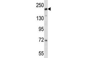 CD163L1 antibody western blot analysis in NCI-H292 lysate (CD163L1 antibody  (AA 1401-1430))