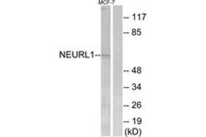 Western blot analysis of extracts from MCF-7 cells, using NEURL1 Antibody. (NEURL antibody  (AA 219-268))