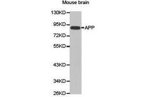 Western Blotting (WB) image for anti-Amyloid beta (A4) Precursor Protein (APP) antibody (ABIN1871051) (APP antibody)