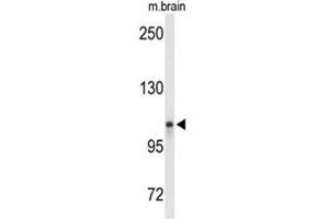 Western blot analysis of LONP2 Antibody (N-term) in mouse brain tissue lysates (35ug/lane). (LONP2 antibody  (N-Term))