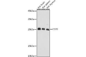 Western Blotting (WB) image for anti-CD70 Molecule (CD70) (AA 39-193) antibody (ABIN3022743)