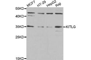 Western blot analysis of extracts of various cell lines, using KITLG antibody. (KIT Ligand antibody)