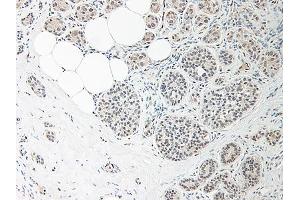 Image no. 2 for anti-Interleukin 33 (IL33) antibody (ABIN465633) (IL-33 antibody)