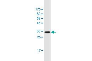 Western Blot detection against Immunogen (31. (FZD2 antibody  (AA 192-245))