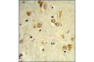 Formalin-fixed and paraffin-embedded human brain tissue reacted with Peroxin 14 / PEX14 Antibody (C-term) followed which was peroxidase-conjugated to the secondary antibody, followed by DAB staining. (PEX14 antibody  (C-Term))