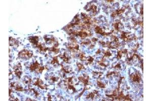 IHC testing of FFPE human pancreas with MAML3 antibody (clone MAML3/1303). (MAML3 antibody)