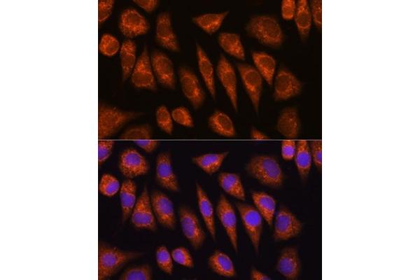 GOLGA4 antibody  (AA 1-150)