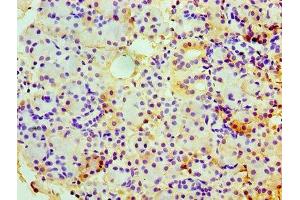 Immunohistochemistry of paraffin-embedded human pancreatic tissue using ABIN7147728 at dilution of 1:100 (Chromogranin A antibody  (AA 19-457))