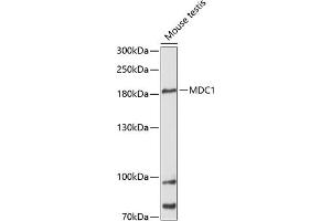 Western blot analysis of extracts of mouse testis, using MDC1 antibody (ABIN6134688, ABIN6143659, ABIN6143661 and ABIN6216452) at 1:3000 dilution. (MDC1 antibody  (AA 1-100))