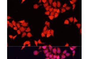Immunofluorescence analysis of HeLa cells using FXR1 Polyclonal Antibody at dilution of 1:100. (FXR1 antibody)
