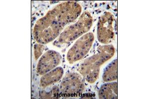 T Antibody (N-term) (ABIN656337 and ABIN2845637) immunohistochemistry analysis in formalin fixed and paraffin embedded human stomach tissue followed by peroxidase conjugation of the secondary antibody and DAB staining. (TMEM181 antibody  (N-Term))