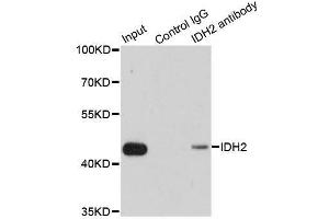 Immunofluorescence (IF) image for anti-Isocitrate Dehydrogenase 2 (NADP+), Mitochondrial (IDH2) (AA 193-452) antibody (ABIN6142146)