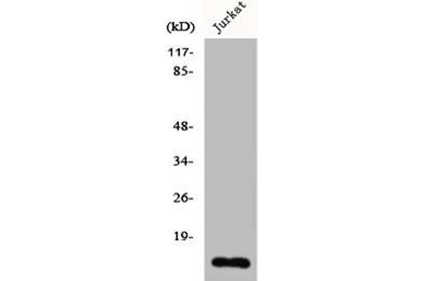 CDC42EP5 antibody  (N-Term)