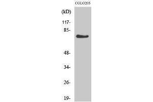Western Blotting (WB) image for anti-G Protein-Coupled Receptor 115 (GPR115) (Internal Region) antibody (ABIN3184838) (G Protein-Coupled Receptor 115 antibody  (Internal Region))