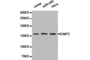 Western Blotting (WB) image for anti-Ankyrin Repeat-Containing Protein (EHMT2) antibody (ABIN1872470) (EHMT2 antibody)