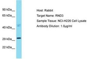 Image no. 1 for anti-rho Family GTPase 3 (RND3) (C-Term) antibody (ABIN6750436)